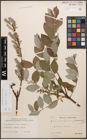 Foto von Salix caprea L. x Salix repens L.